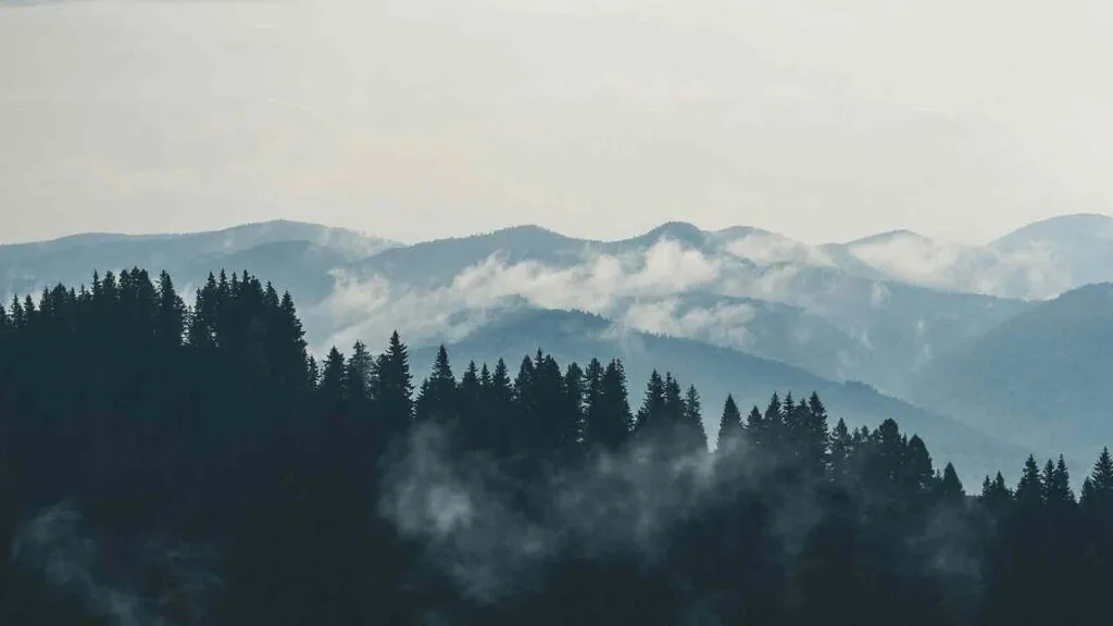 forest JSON Title Reports